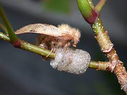 Forest Tent Caterpillar