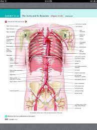 Pin On Chapter 21 The Cardiovascular System Blood Vessels And Hemodynamics