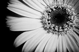 Background bunga mawar putih koleksi gambar bunga cantik dan indah source www worldofghibli id 50 gambar bunga mawar t menggambar bunga bunga mawar hitam. Bunga Matahari Hitam Dan Putih Merapatkan Makro Bunga Menanam Alam Mekar Berkembang Daun Bunga Botani Pikist