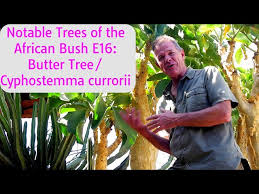 Image result for Cyphostemma hereroense