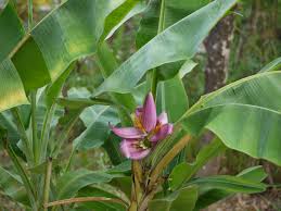 Image result for Musa ornata