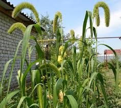 Image result for Setaria