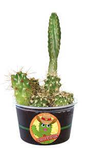 Following the instructions he constructs the dome the plant. Caring Carol Cactus Eco Seed Sprouts Toys By Nature