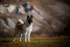 Picture as extensive as possible about our breeding and show event and we want to answer questions concerning the american akita and about owning dogs, education and health. American Akita Is It A Dangerous Breed