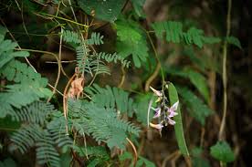 Image result for Abrus fruticulosus