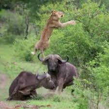 Buffalo Saldirilari Olumcul Olabilir Bu Aslan Sansli Fotos Videos Instagram Fotos