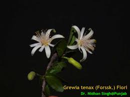 Image result for Grewia praecox