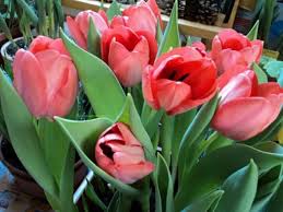 Pada dasarnya, tulips dapat berkembang biak dengan cara aseksual atau seksual. Keindahan Jenis Dan Gambar Bunga Tulip Yang Memiliki Banyak Manfaat