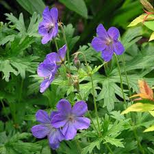 Nouvel hybride très florifère à grandes fleurs mauve lavande finement striées de noir, cœur blanc ; Geranium Vivace Johnson S Blue Lot De 3 Godets De 7 Cm Gamm Vert