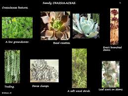Image result for Crassulaceae