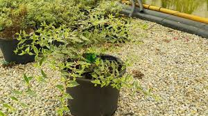 Check spelling or type a new query. Variegated Abelia Silver Anniversary Abelia Grandiflora Silver Anniversary Caprifoliaceae Sms Marmara Group
