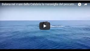 Ho pensato 'oh mio dio sono nella bocca di una balena e sta cercando di inghiottirmi. Youtube Balena Avvistata In Calabria Guarda Il Video