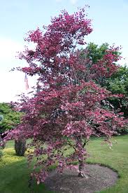 Image result for Fagonia isotricha