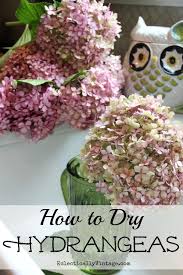Maybe you would like to learn more about one of these? Drying Hydrangeas 101 Dried Flowers Hydrangea Not Blooming Hydrangea