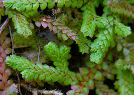 Image result for Selaginella cathedrifolia