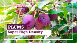 Check spelling or type a new query. Plum Trees Super High Density System Youtube
