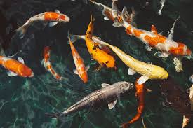 Bukan hanya mampu menambah estetika, kehadiran ikan koi bisa mengobati sejumlah penyakit. 5 Prinsip Dasar Penataan Kolam Ikan Menurut Feng Shui Tabloidbintang Com