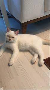 red point british shorthair resimler