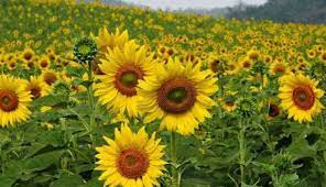 Cara menanam bunga matahari sebaiknya dilakukan di tempat terbuka dan terkena sinar matahari dengan menggunakan biji bunga matahari sebagai bibitnya. Memukau Taman Bunga Matahari Di Thailand Ini