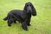 Working Black Cocker Spaniel