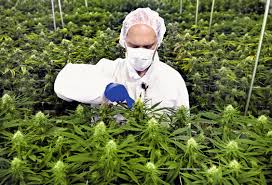 Wenn unsere cannabispflanzen erntereif sind, ist es eine große freude für uns grower.wenn alles gut gelaufen ist, ist der tag der ernte ein fest. Medizinischer Cannabis Anbau In Deutschland Pz Pharmazeutische Zeitung