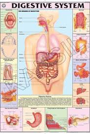 Digestive System For Human Physiology Chart