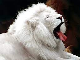 See a rich collection of animals wildlife images, photos or vectors for any project. 40 Pictures Of Funny And Cool Animals