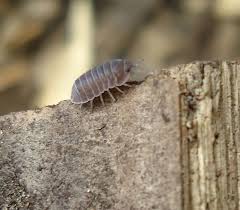 Even though they are not related, they live in the same habitat and eat the same things. Pill Bugs In The Bathroom Get Rid Of Roly Polys Naturally Bugwiz