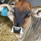 Bathurst Agricultural Show event image