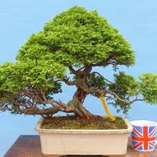 The one i received was just a simple oval pot and. Bonsai Trees For Sale Indoor Bonsai Outdoor Bonsai Bonsai Starter Trees And Raw Material