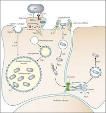 These specialized organelles are involved in the intracellular trafficking of receptors and endocytosis of a variety of macromolecules. Taming The Triskelion Bacterial Manipulation Of Clathrin Microbiology And Molecular Biology Reviews