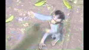 Monkey Hug Gif Hug Gif Hug Animals A brilliant monkey stands on one arm. monkey hug gif hug gif hug animals