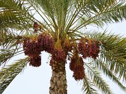 (for the uninitiated, that would be its leaves.) Date Palm Growing How To Care For A Date Palm Tree