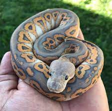 Most Recent Pic Snake Pet Python Ideas We Often Get Questions About What S An Ideal Beginner Friendly Snake For Anyone New To T Pet Snake Ball Python Pet Snake