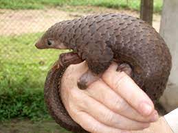 Horrible Some 5 000 To 7 500 Wild Pangolins Are Estimated To Have Been Killed For These Scales Baby Pangolin Endangered Animals Cute Baby Animals