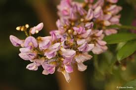 Image result for Millettia grandis