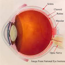 Image result for Choroid