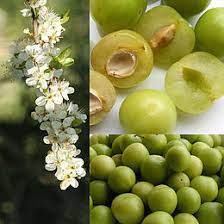 Patio fruit trees are small enough for virtually everyone to enjoy! Greengage Wikipedia