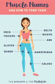 This muscle, the longest in the body, enables the crossing of the legs in the tailors's position, the function for which it is named. The 25 Best Body Muscles Names Ideas On Pinterest Muscle Names Muscle Anatomy And Human Dubai Khalifa