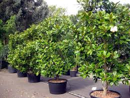 Magnolia grandiflora is native to north america. Magnolia Grandiflora Architectural Plants