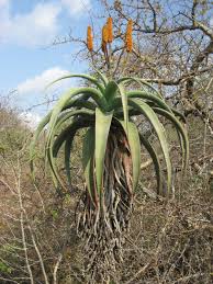 Image result for Aloe excelsa