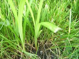 Nutsedge really shows up when the preemergence herbicides do a good job, eliminating competition from other vegetation. Yellow Nutsedge Is Back Lawnsite Is The Largest And Most Active Online Forum Serving Green Industry Professionals