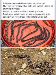 Black And Yellow Snake North Texas Baby Copperhead Snakes Baby Snakes Survival Poisonous Snakes