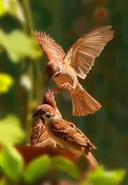 Pin On Birds
