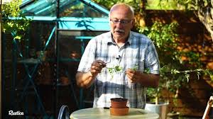 Comment Reussir Le Bouturage Du Jasmin Officinal Jasmin Officinal Bouturer Jasmin