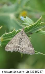 Image result for Pyrausta despicata
