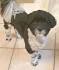 3 Surprisingly Silent Shih Tzu Health Problems