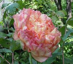 Chinese Tree Peony In My May Garden 5 4 12 Hyde Park Chicago Actually The Flower Faces Downward Photo By Joy Rosner May Garden Peonies Tree Peony