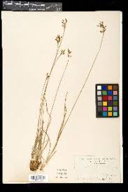 Image result for Fimbristylis madagascariensis