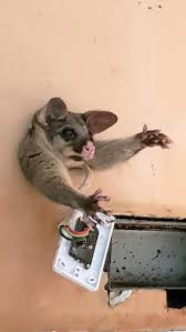We did not find results for: Aussie Mum Finds Possum Stuck In Her Kitchen Wall